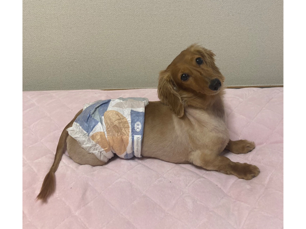 卒業犬しゅんすけくんのサマーカット♪